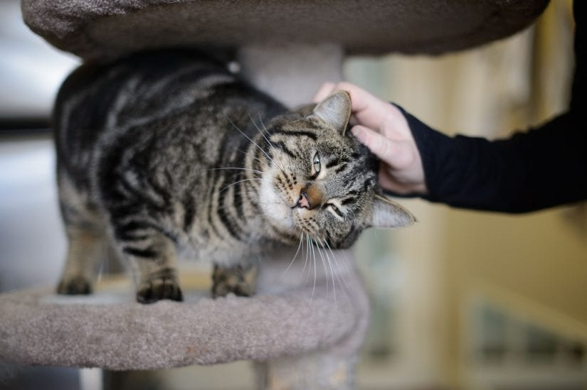 รับแมวใหม่เข้าบ้าน