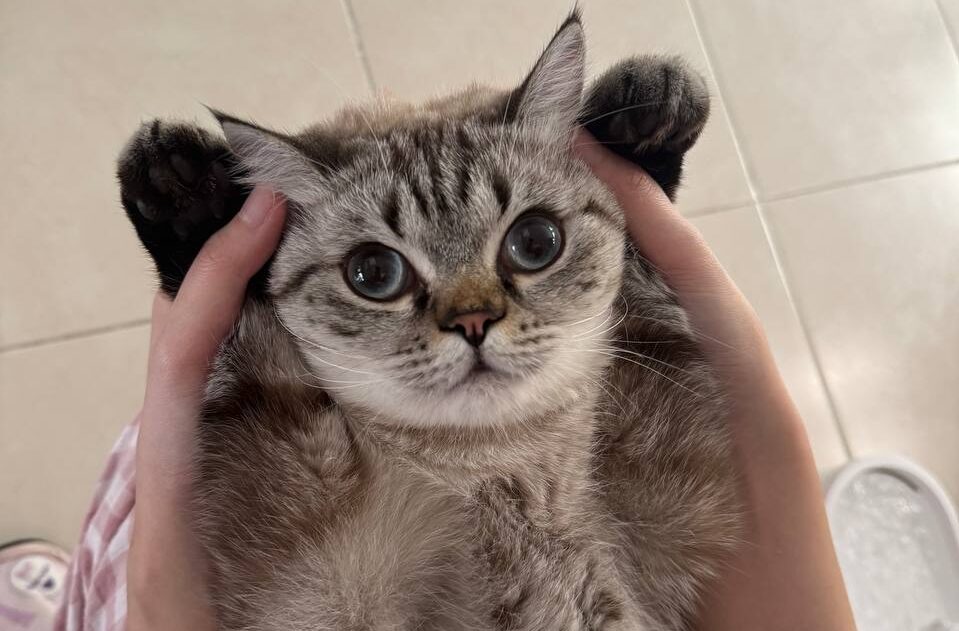 แมวน่ารัก