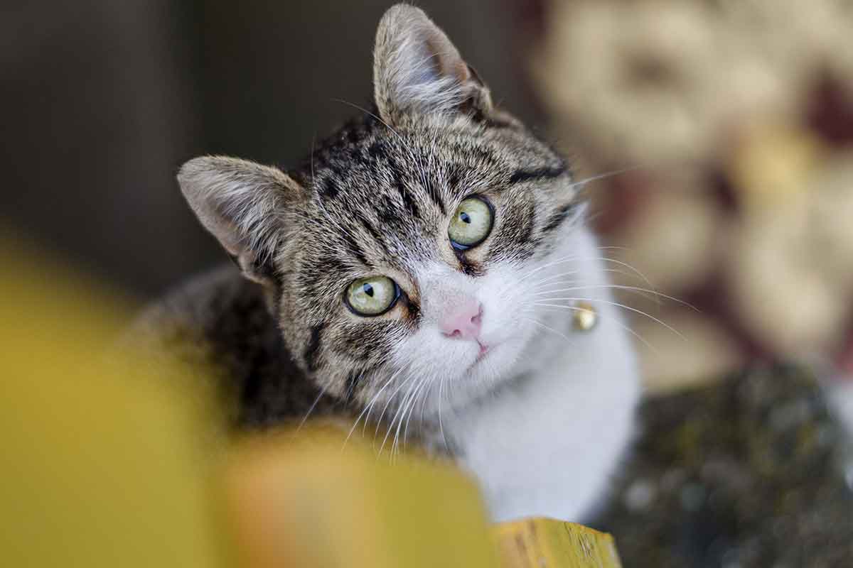 สมองแมว