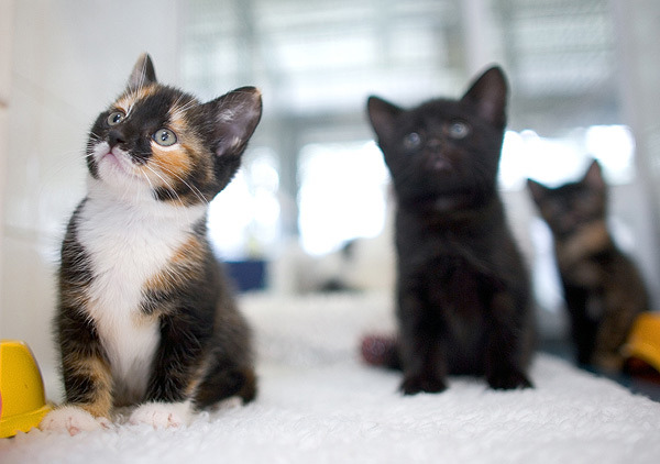 รับแมวใหม่เข้าบ้าน