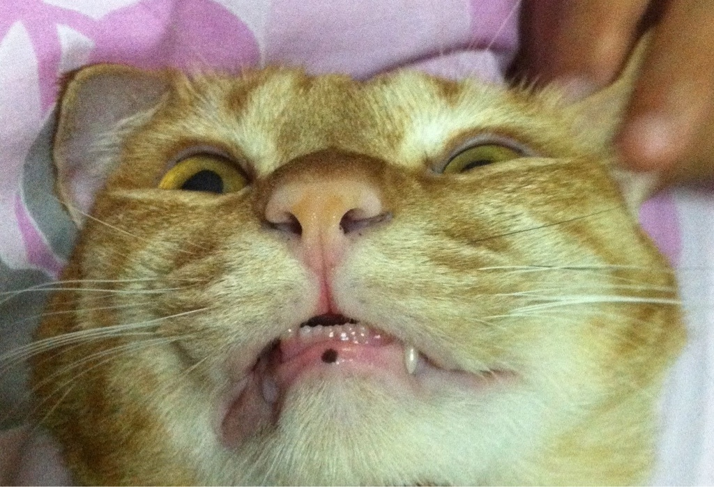 แมวเขี้ยวหัก อันตรายไหม