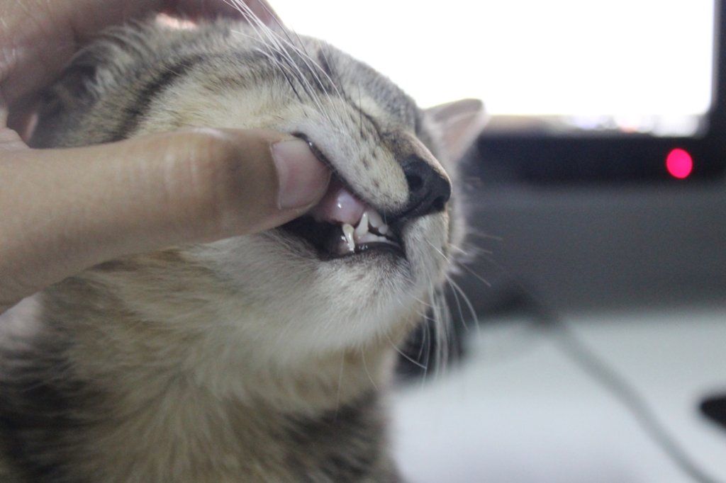 แมวเขี้ยวหัก