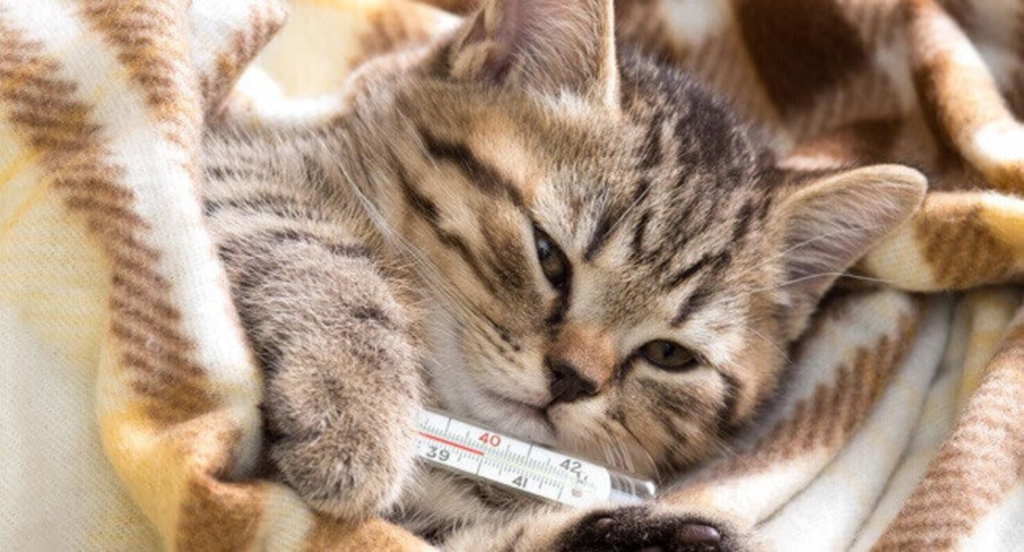 แมวเป็นหวัดได้ไหม