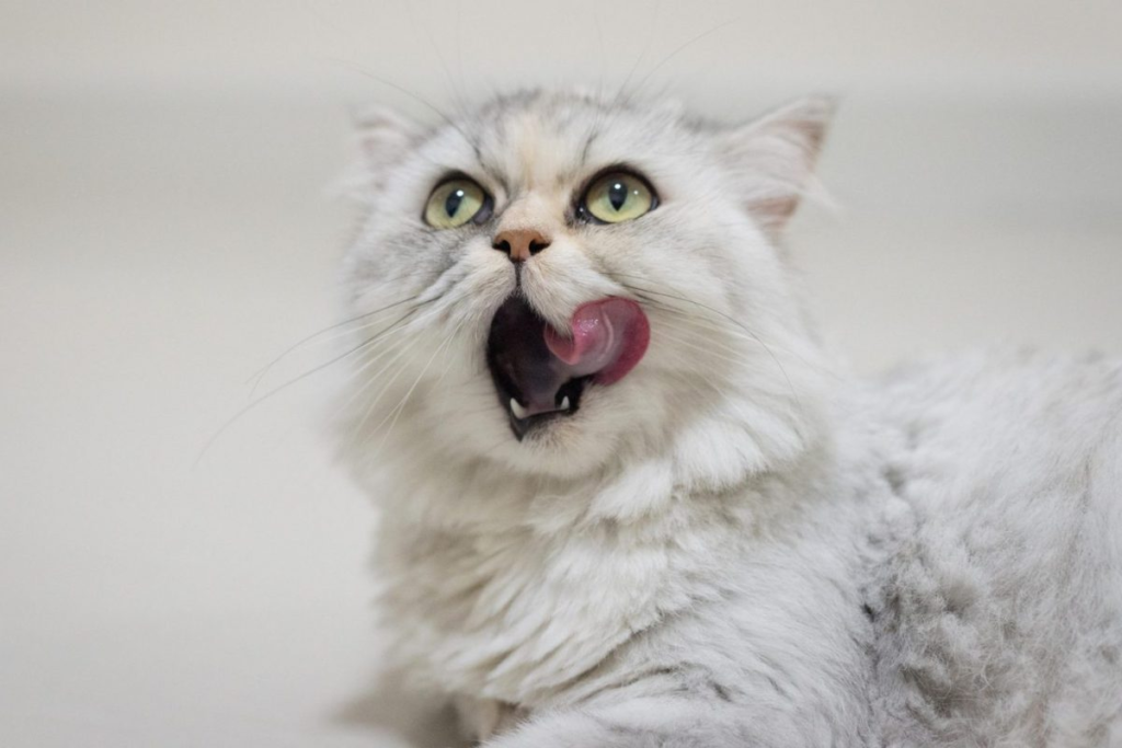 ชินชิล่า