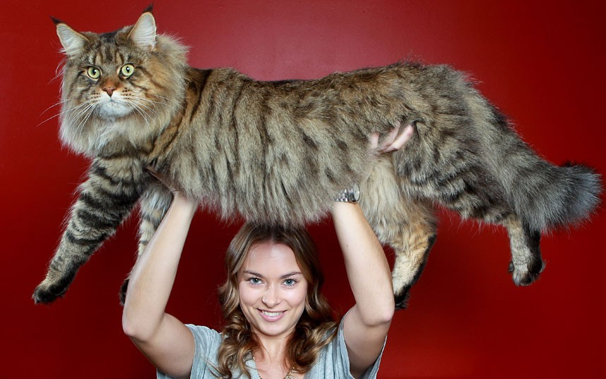 maine coon