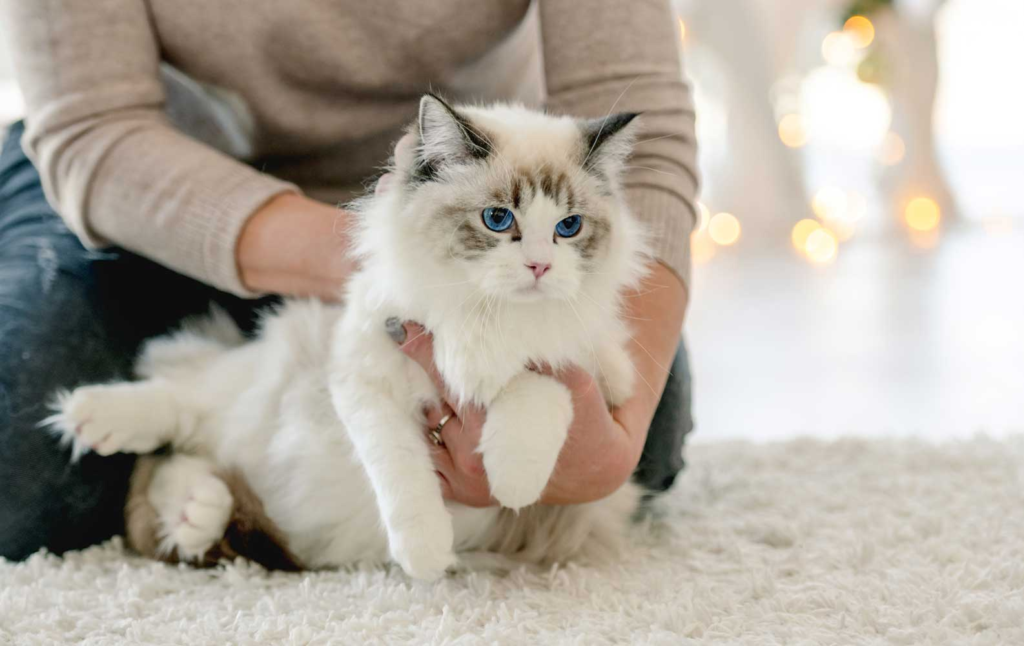 ragdoll cat