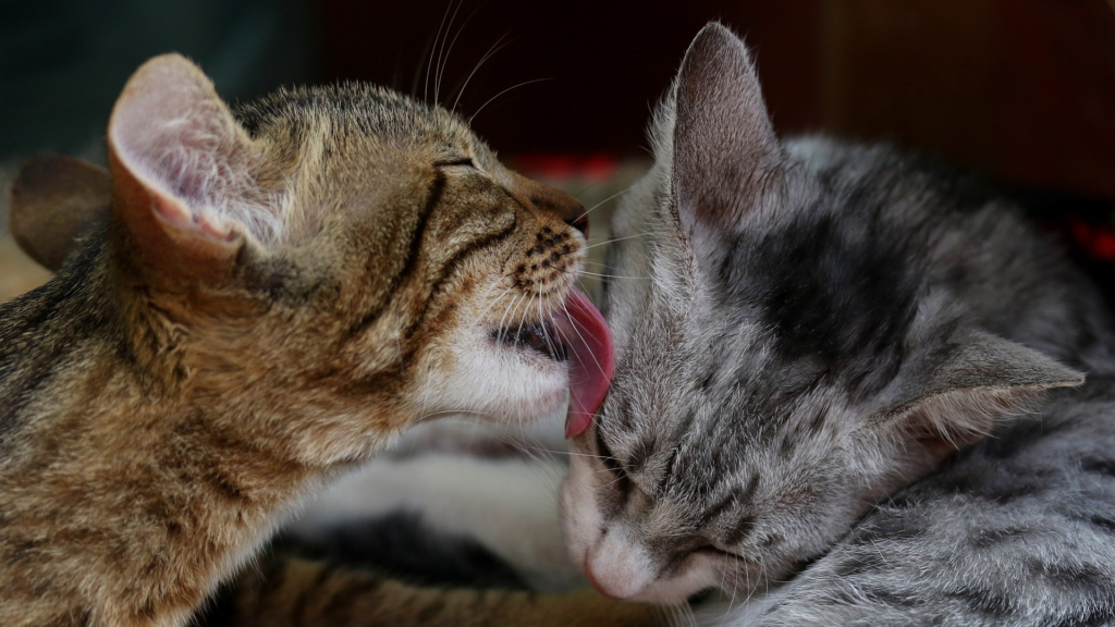 วิธีแนะนำแมวตัวใหม่ให้แมวตัวเก่า